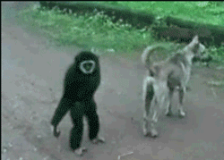 GIF animado (24084) Mono perro