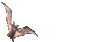 GIF animado (23707) Murcielago halloween