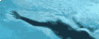 GIF animado (16283) Natacion