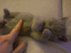 GIF animado (24075) No me hagas cosquillas