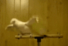 GIF animado (24092) Pajaro bailando