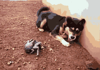 GIF animado (24056) Perro asustado de un cangrejo