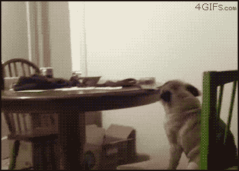 GIF animado (24119) Perro con ganas de fiesta