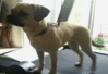 GIF animado (24120) Perro deportista