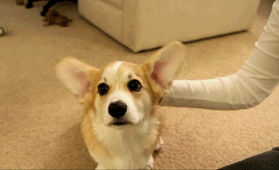 GIF animado (24125) Perro moviendo orejas