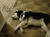 GIF animado (24126) Perro muy vago