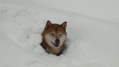 GIF animado (24127) Perro nieve