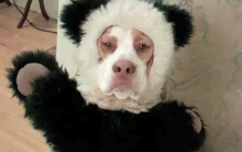 GIF animado (24129) Perro oso panda