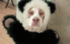 GIF animado (24129) Perro oso panda