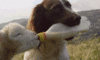 GIF animado (24130) Perro oveja