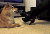 GIF animado (24131) Perro piernas cruzadas