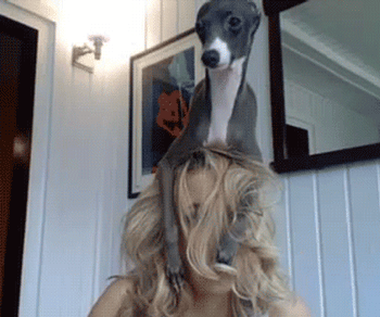 GIF animado (24134) Perro sombrero