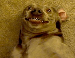 GIF animado (24135) Perro sonriente