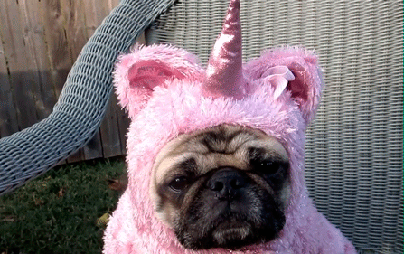 GIF animado (24137) Perro unicornio