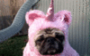 GIF animado (24137) Perro unicornio