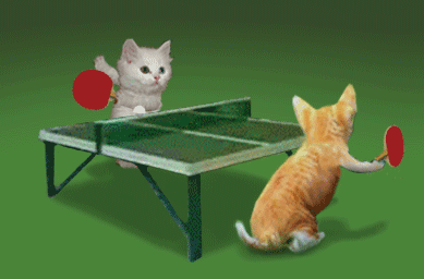 GIF animado (16411) Ping pong gatos