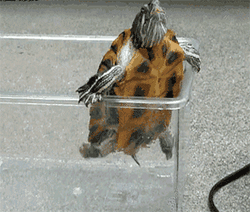 GIF animado (24152) Tortuga cayendo