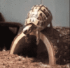 GIF animado (24153) Tortuga cayendo