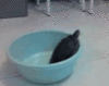 GIF animado (24154) Tortuga escapando
