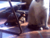 GIF animado (24156) Tortuga mordiendo gato