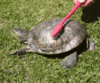 GIF animado (24157) Tortuga rascandose