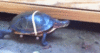 GIF animado (24159) Tortuga skate