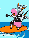 GIF animado (16633) Vaca surfera