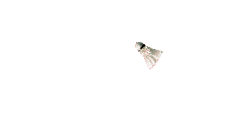 GIF animado (15250) Volante badminton