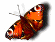 GIF animado (30425) Letra a mariposa monarca