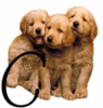 GIF animado (31618) Letra c cachorros