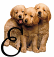 GIF animado (31620) Letra e cachorros