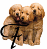 GIF animado (31621) Letra f cachorros