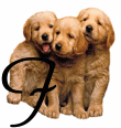 GIF animado (31624) Letra i cachorros