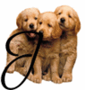 GIF animado (31625) Letra j cachorros