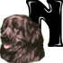 GIF animado (31729) Letra n raza perro
