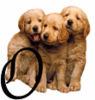 GIF animado (31630) Letra o cachorros
