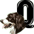 GIF animado (31732) Letra q raza perro