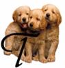GIF animado (31635) Letra t cachorros