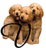 GIF animado (31637) Letra v cachorros