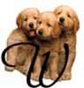 GIF animado (31638) Letra w cachorros