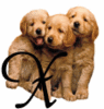 GIF animado (31639) Letra x cachorros