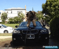GIF animado (121552) Cuando quieres lavar el coche de forma sexy pero sale mal