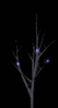 GIF animado (58219) Rama luces negro