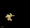 GIF animado (51495) Wargreymon