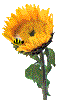 GIF animado (73002) Abeja en un girasol