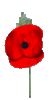 GIF animado (72938) Amapola girando