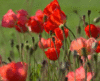 GIF animado (72942) Amapolas de verdad