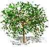 GIF animado (72795) Arbol blanco