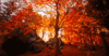 GIF animado (66285) Arbol otono