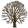 GIF animado (72821) Arbol seco colores
